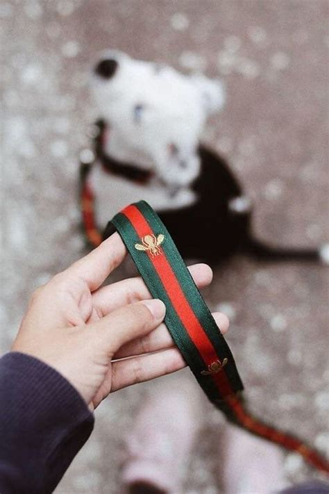 dog leash gucci